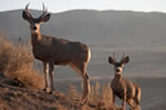 Spanish for Park Rangers